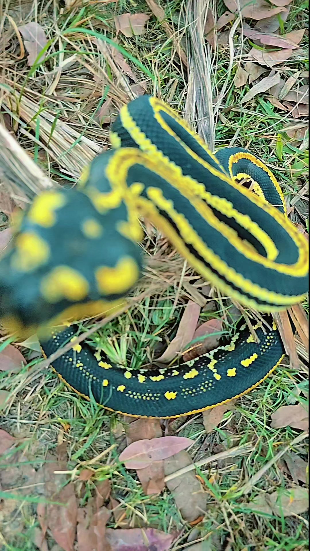 @PyroPythons & Education