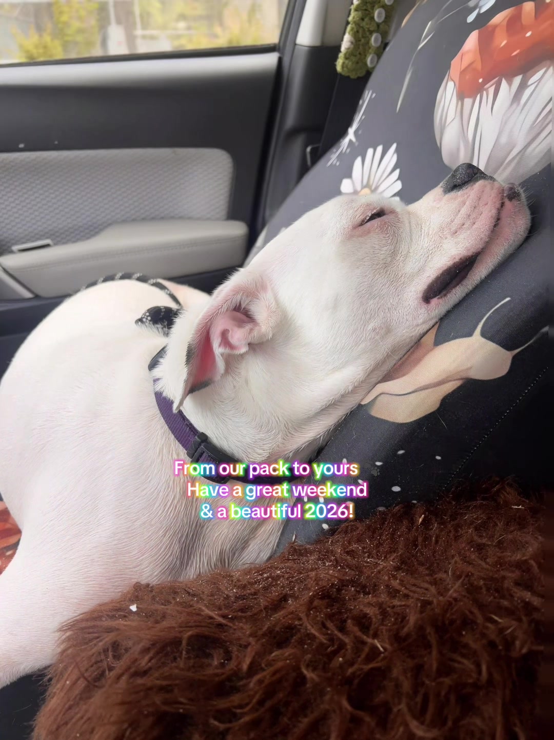 @napcat01