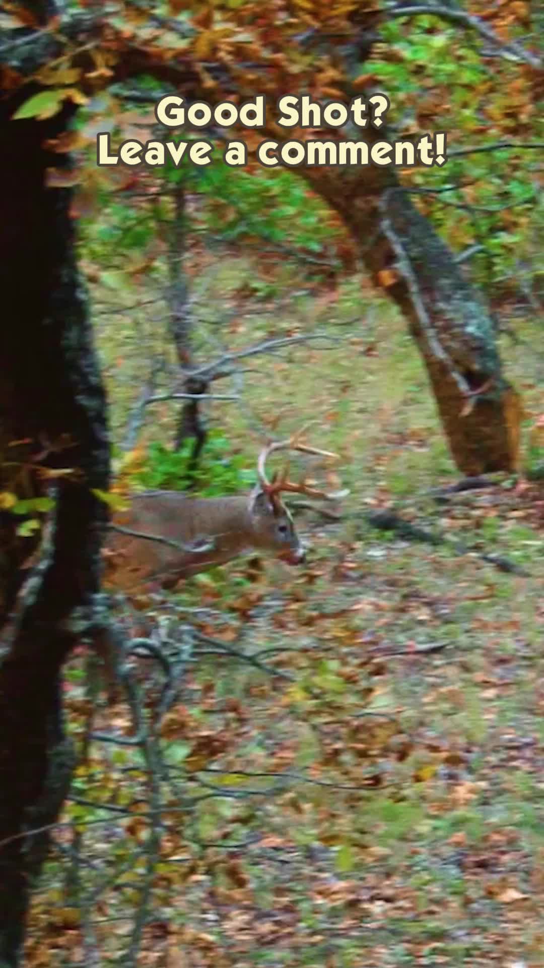 @dddeerhunt