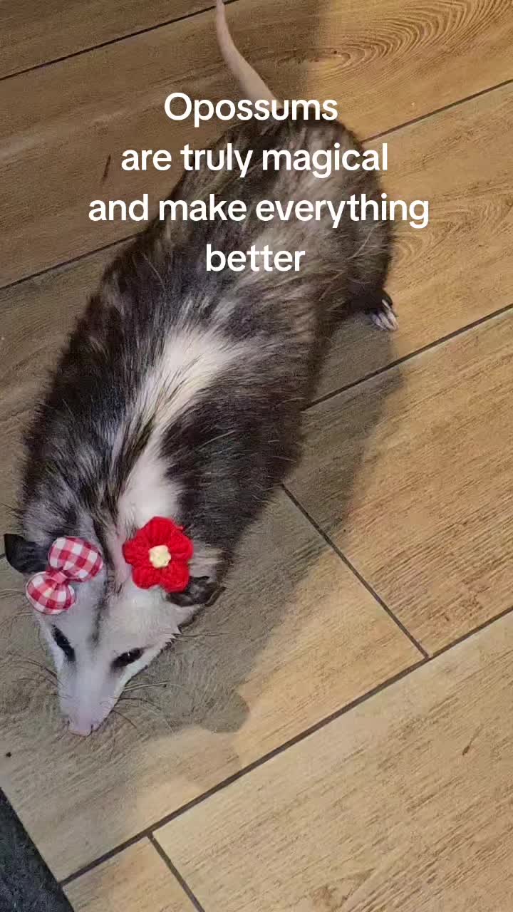 @OPOSSUM/DOG MOMMA Dea