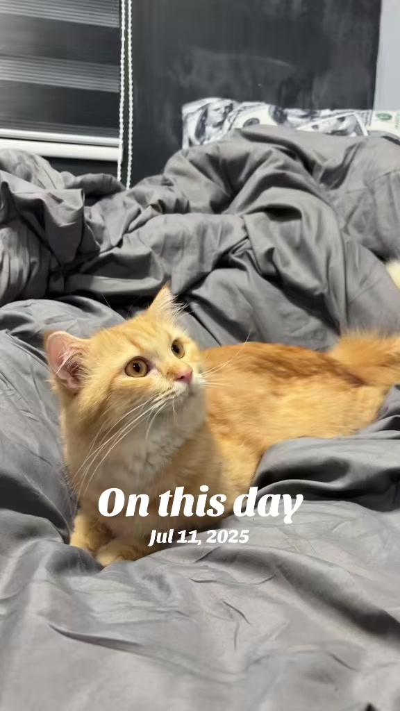 @TheCatFather