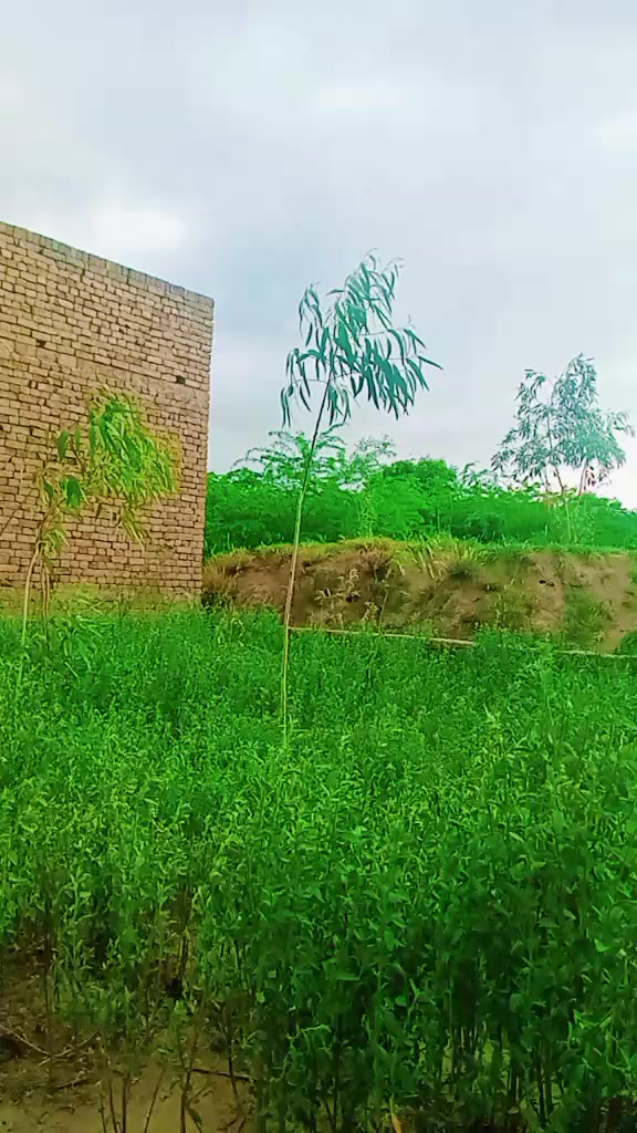 @M.ali