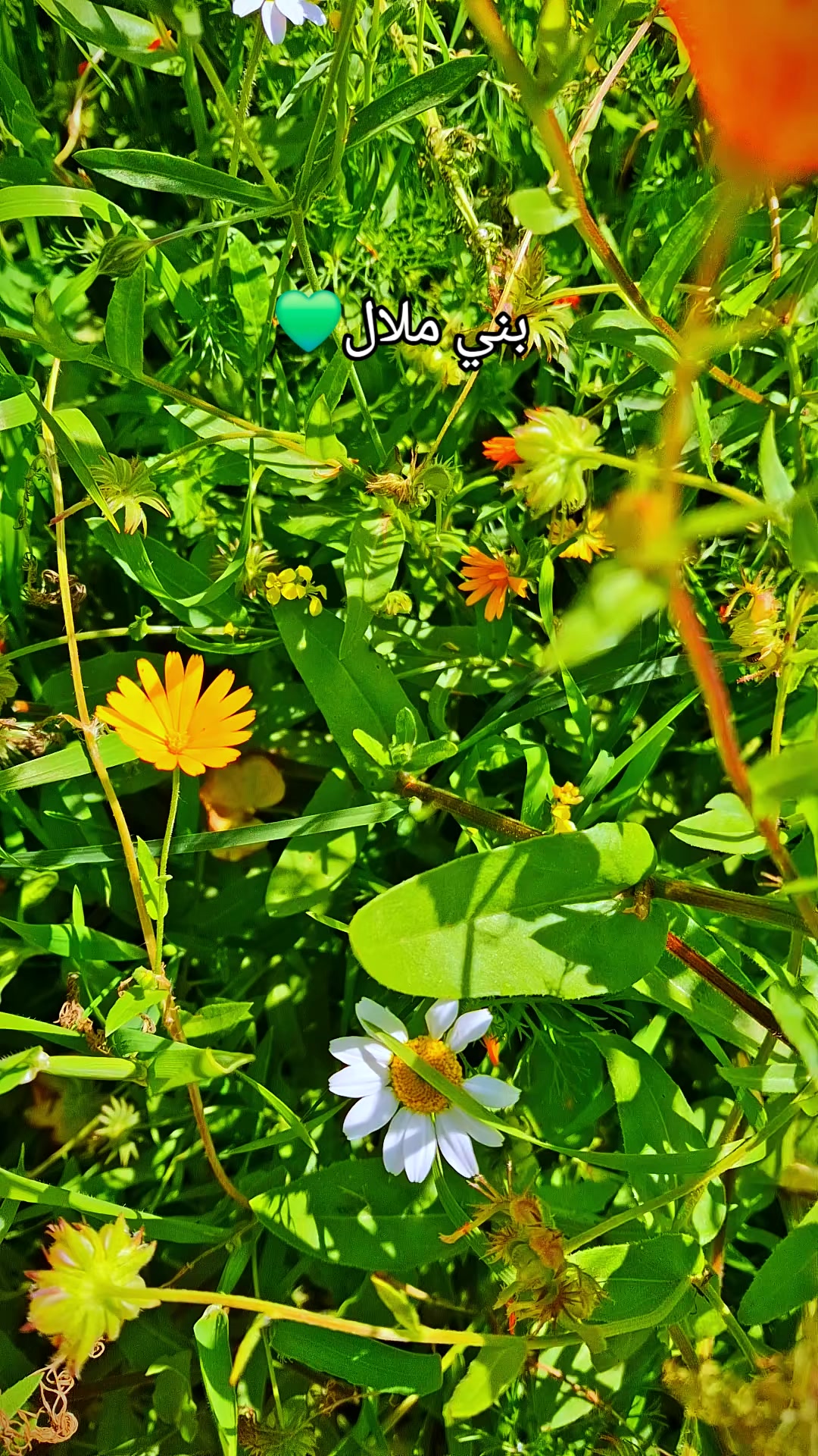 @المنظر الجميل 🌴🌻