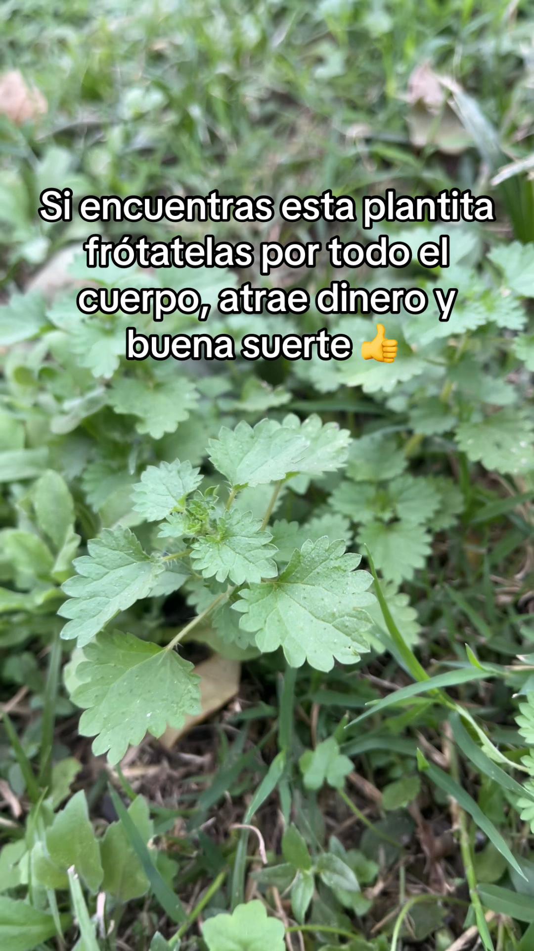 @C 🌸