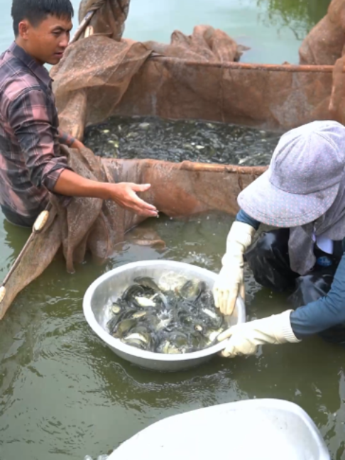 @Trại C&aacute; Giống Quang L&acirc;m