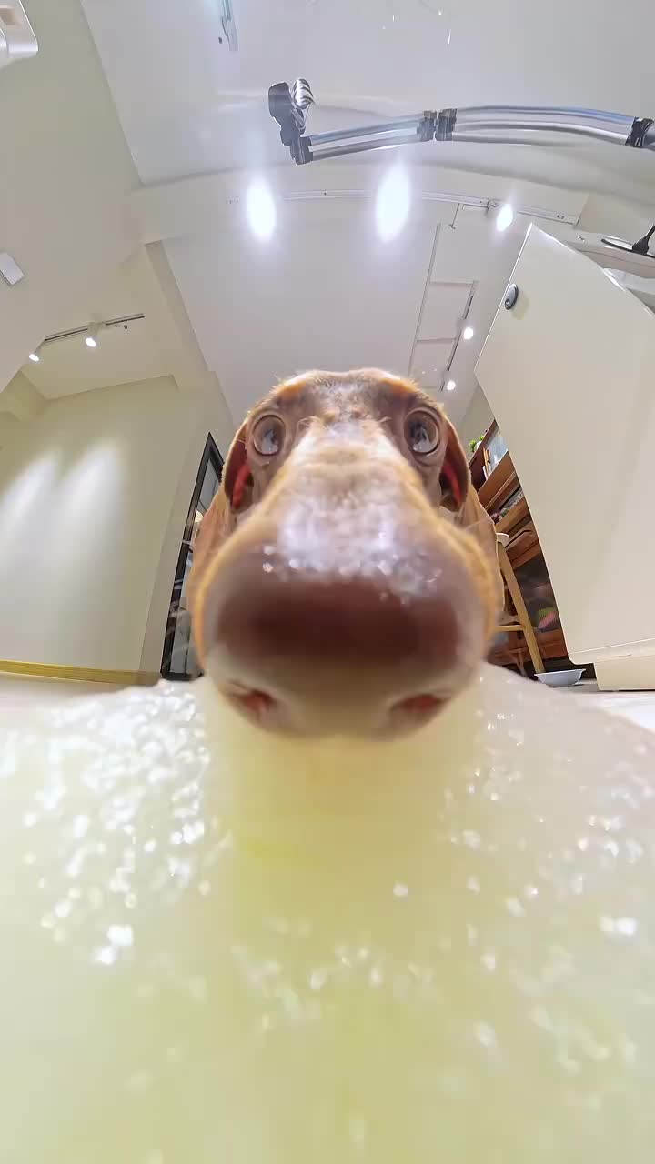 @funpetsday