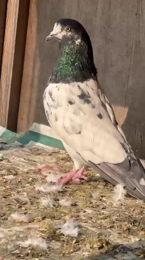 @Royal Birds 🕊️👑