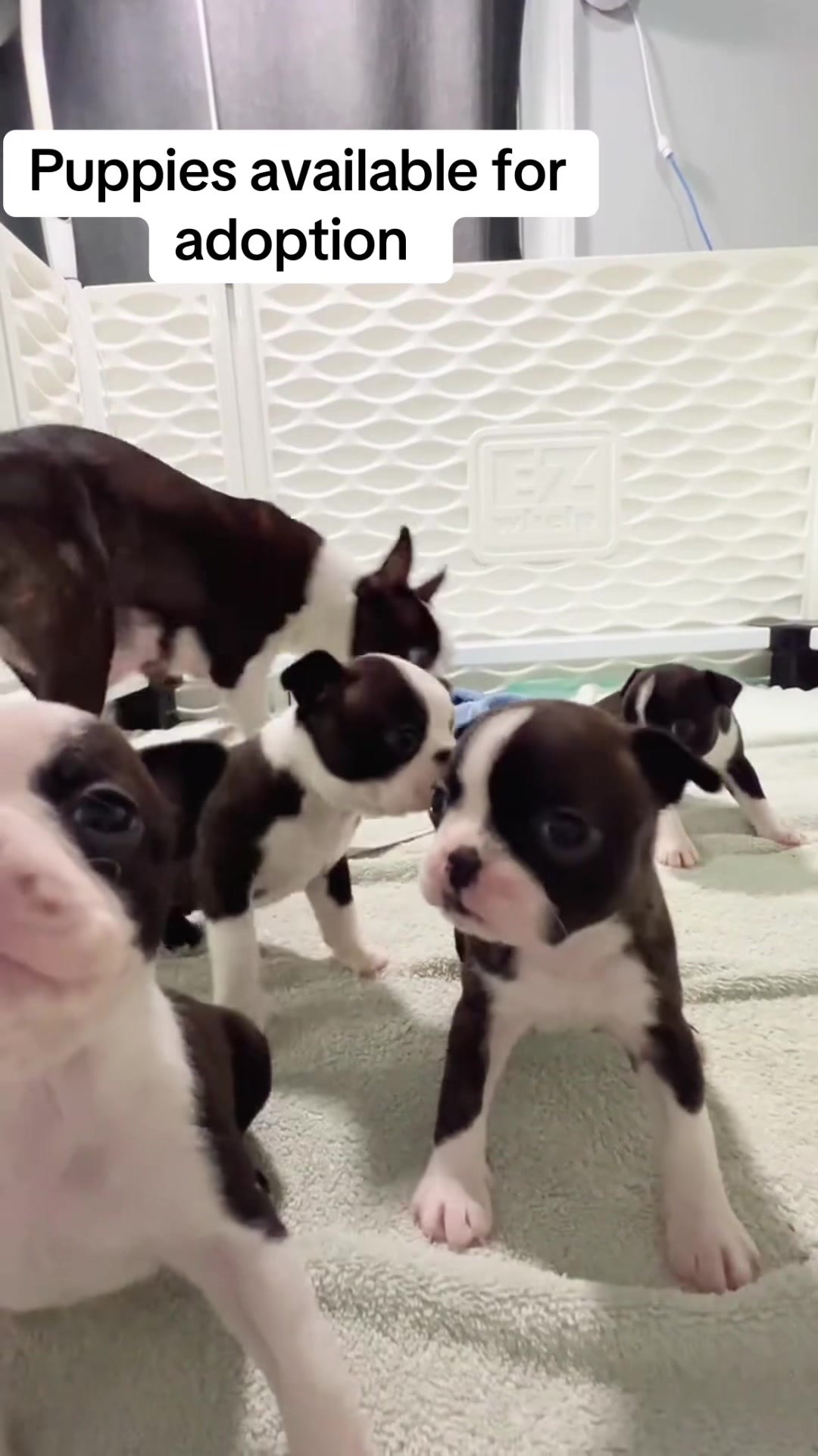 @Boston terrier puppies