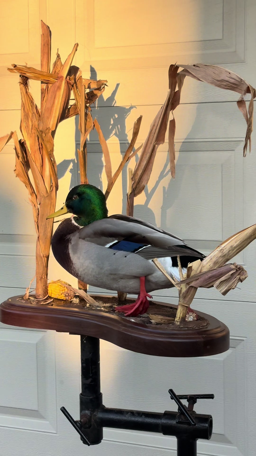 @Luke’s Wildlife Taxidermy