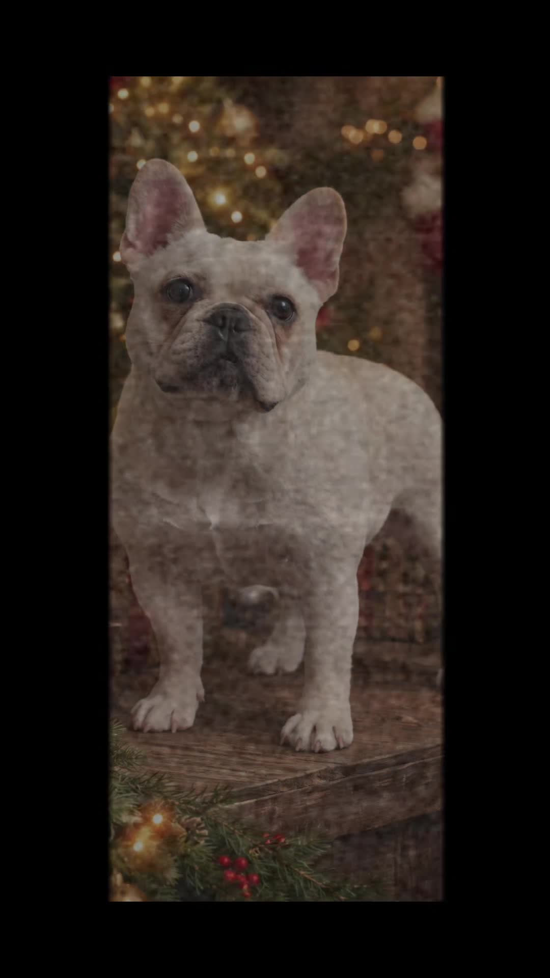 @AandDFrenchies