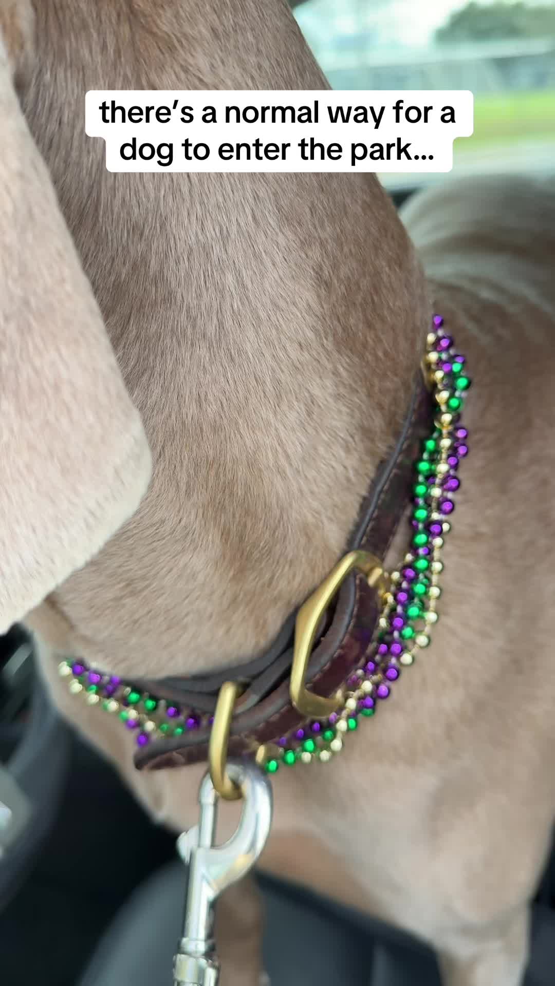 @Zoey the Weim