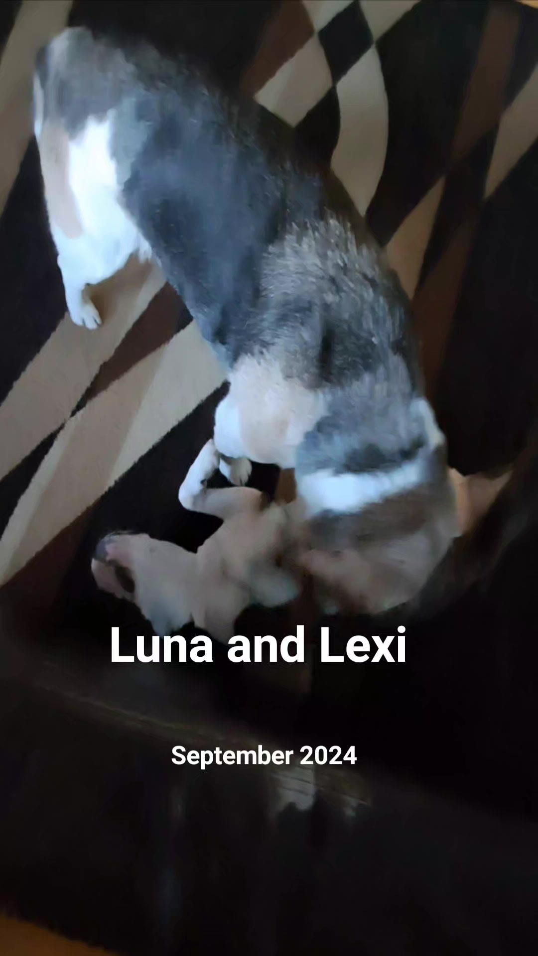 @Lunalovinlife🇨🇦