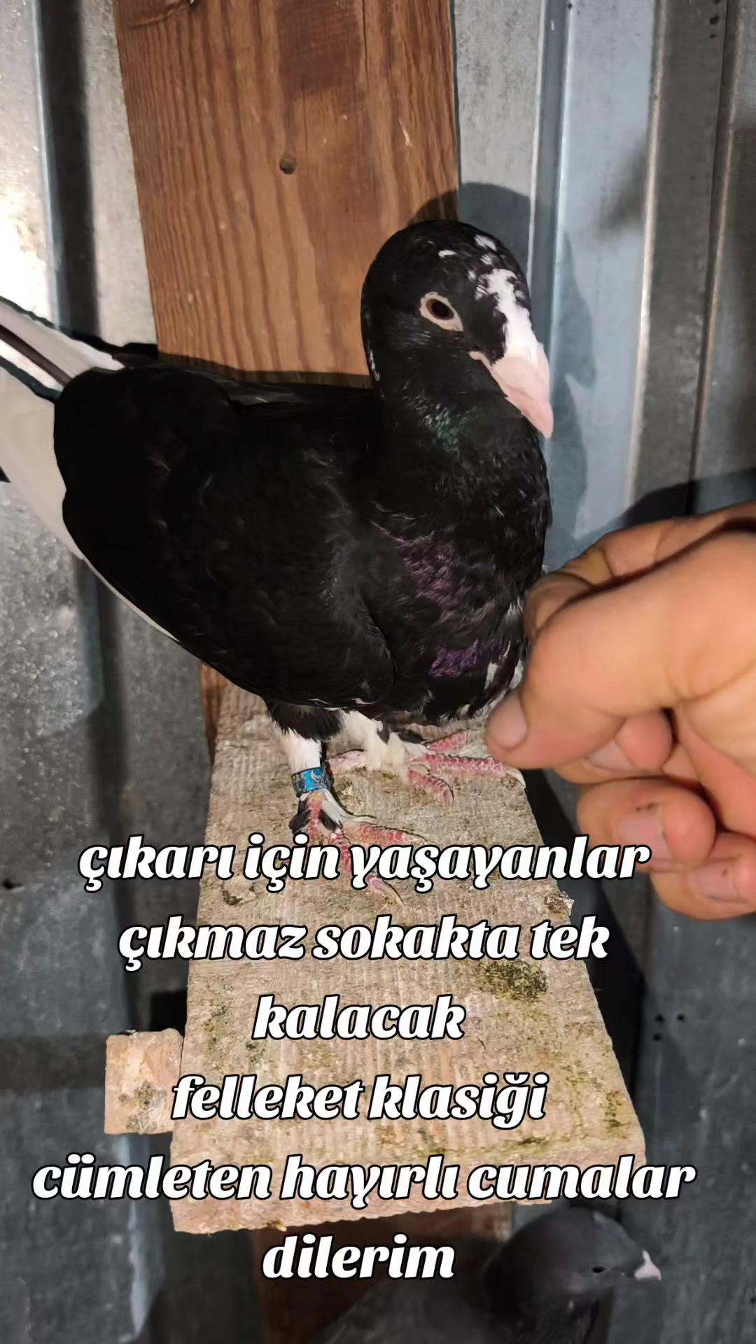 @0163Adanabatarkusu_federasyonu