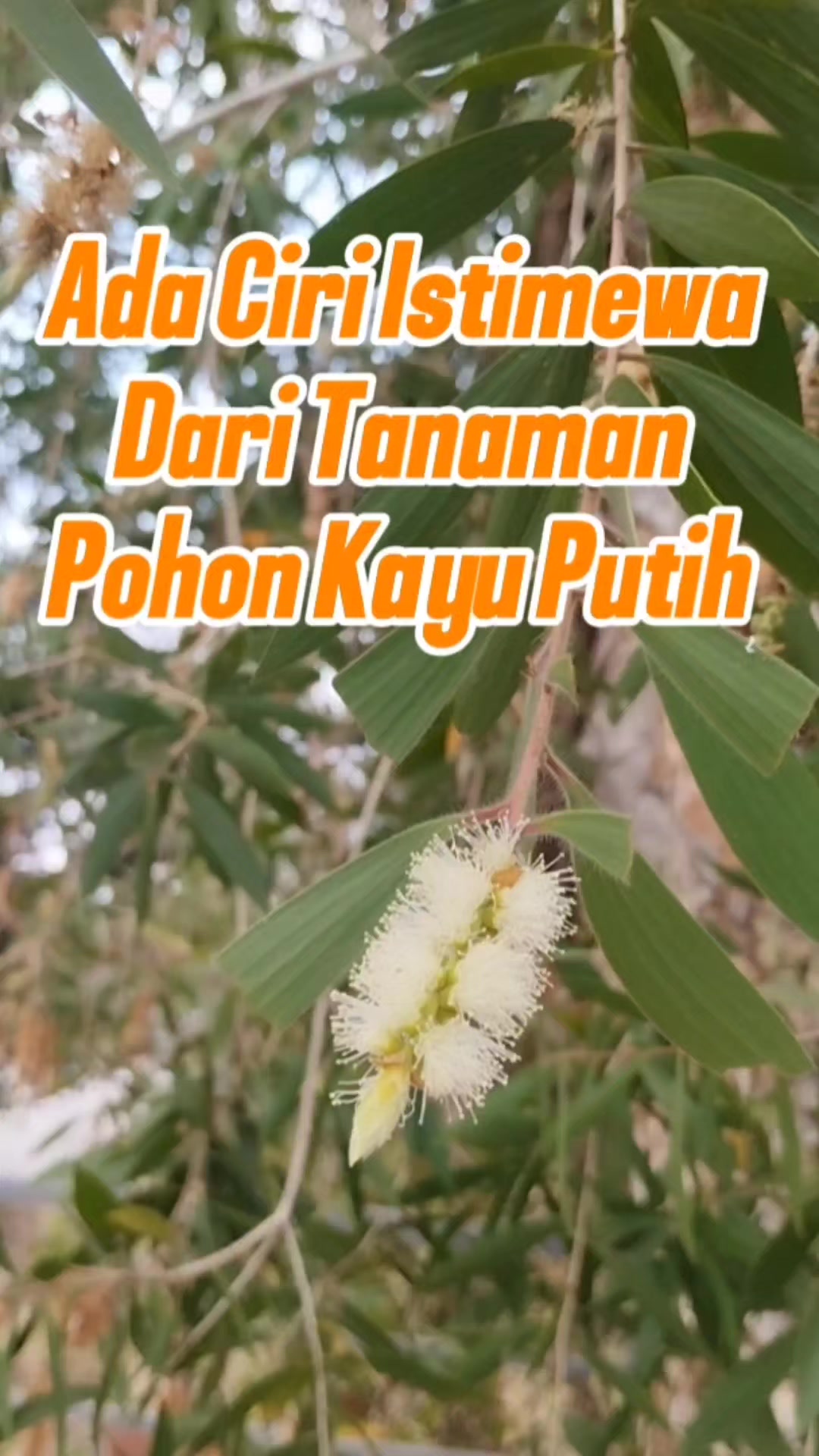 @Bukit Farming