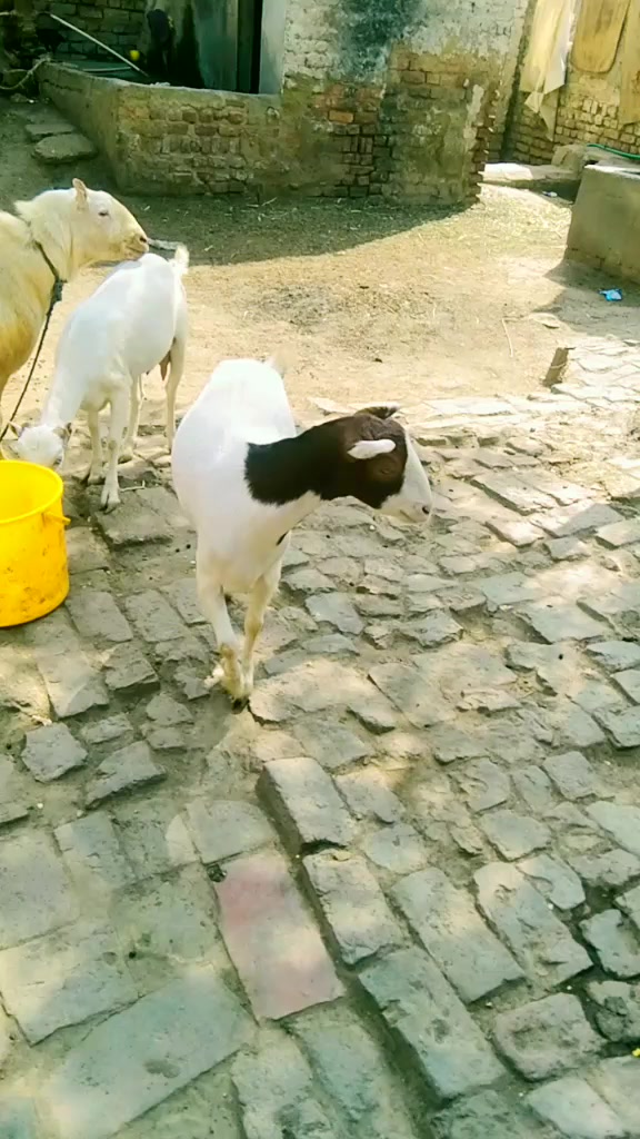 @Khaskheli 💔💔💔🥹🥹
