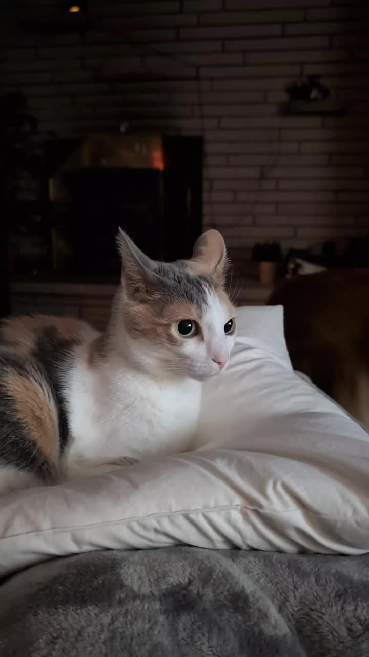 @Carly | Pet + Home Creator