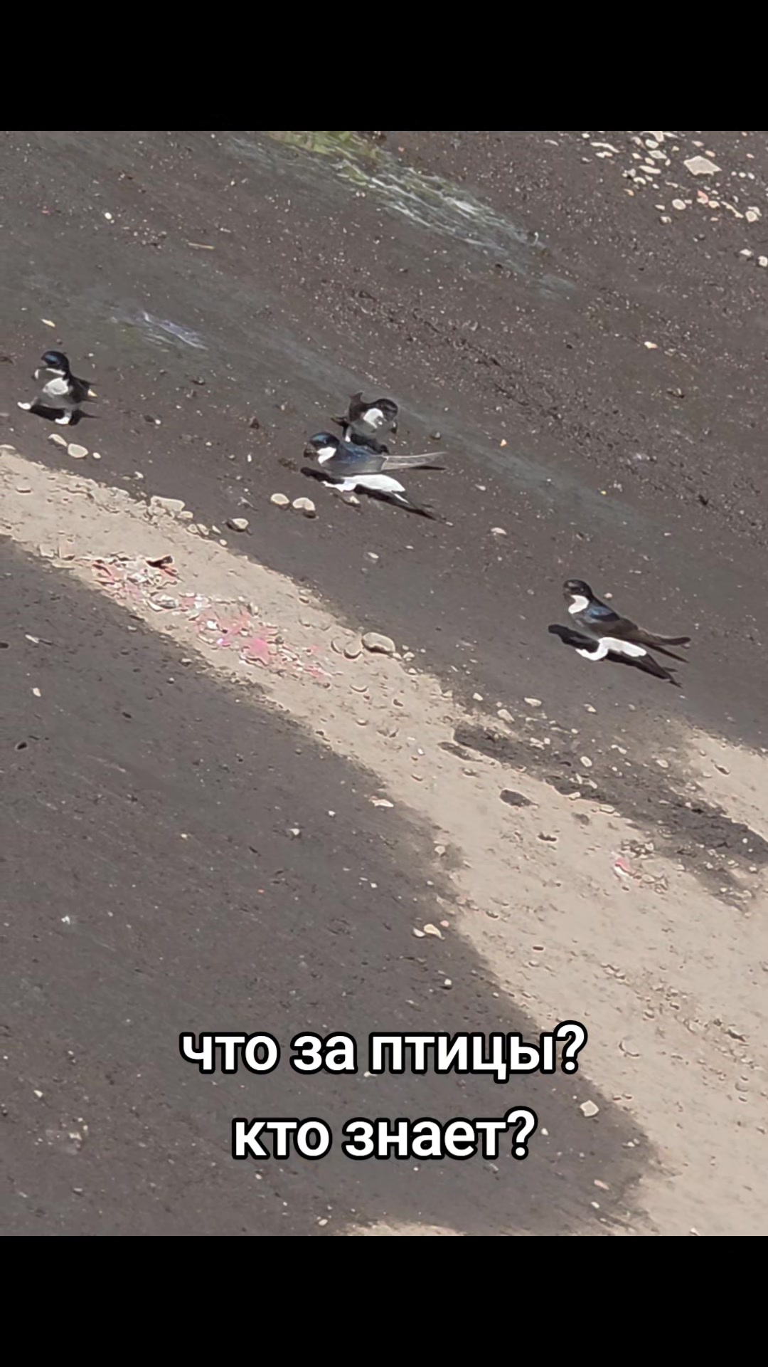 @ЛиЛу