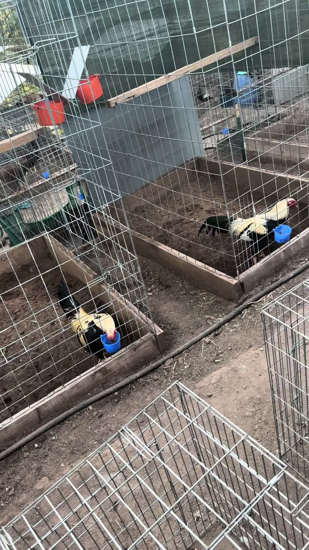 @los cal&eacute;ntanos game farm