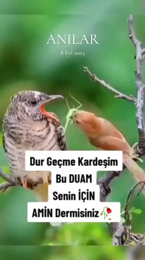 @Orhan çetinkaya