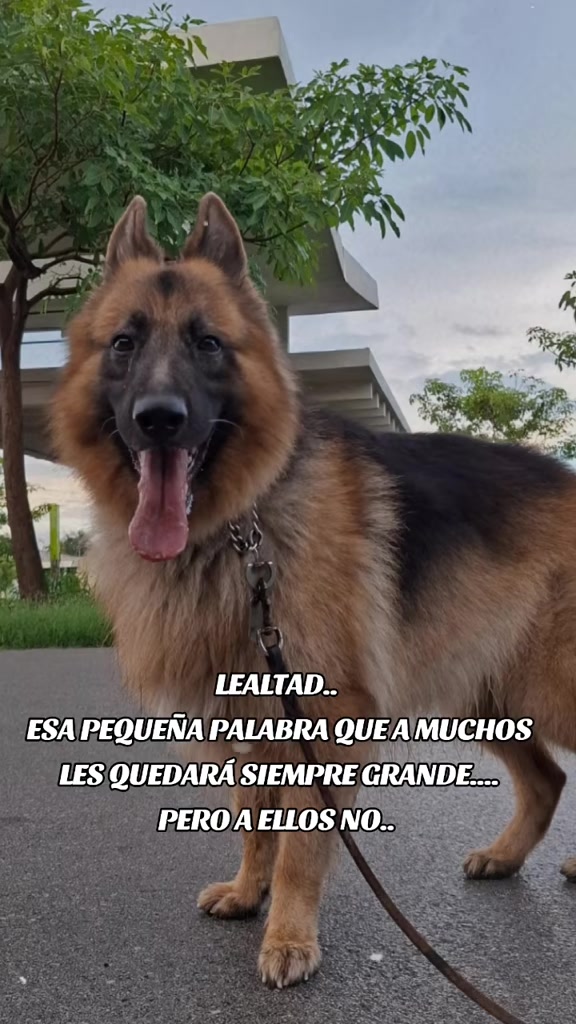 @Cachorretezeus