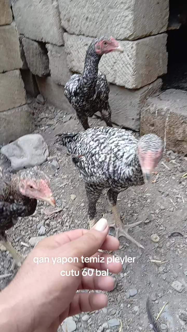 @HERATİ SATİŞİ