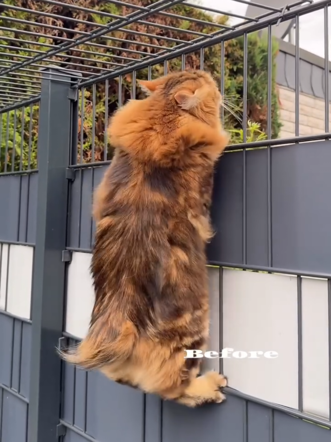 @Chonky World Of Cats