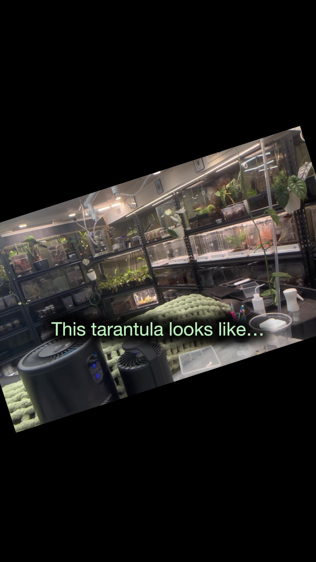 @Spider Conservatory