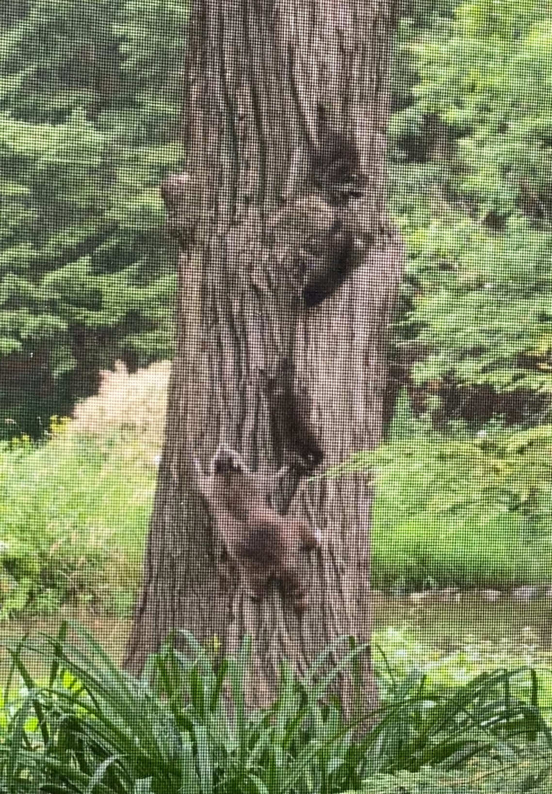 @🇨🇦 Alison Logee 🥰🐿