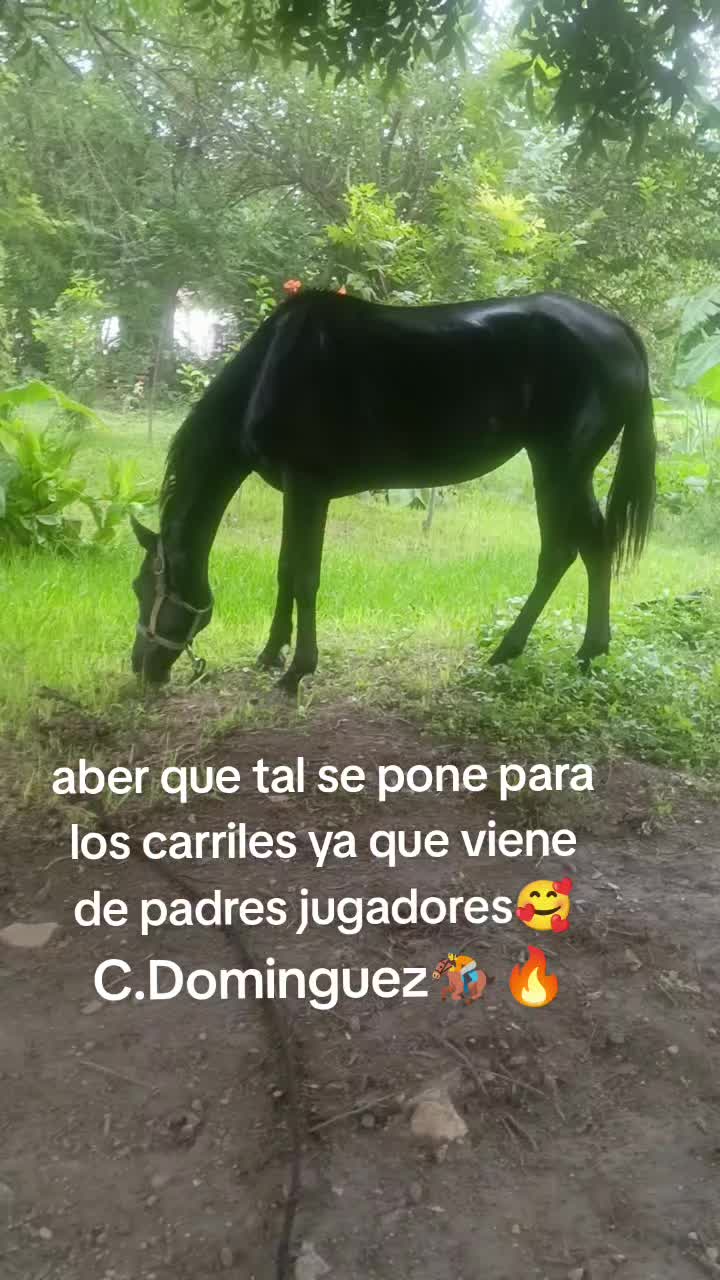@🇲🇽EL CHAMÁN 🏇 🇲🇽