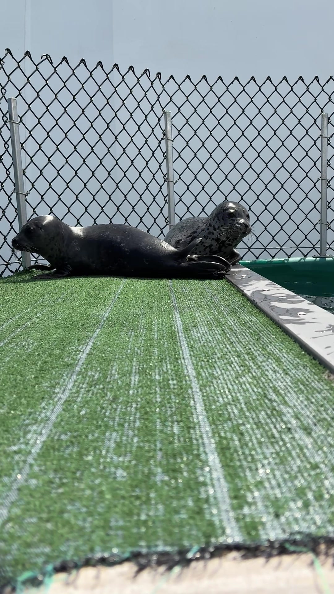 @Marine Mammal Rescue Society