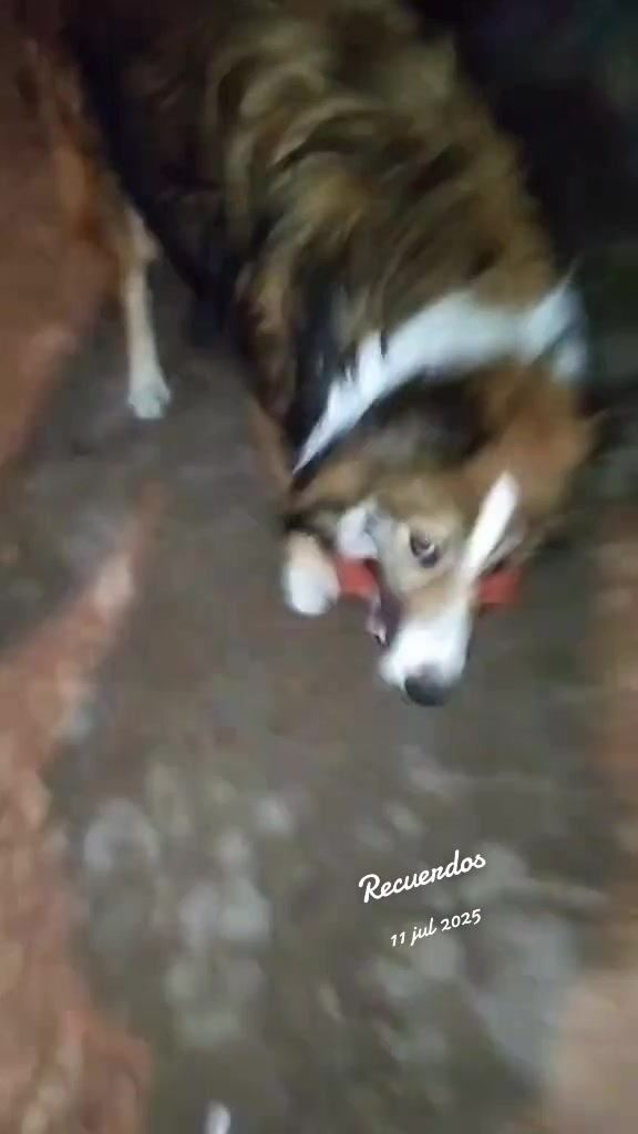 @li@PelusinyNeron🐾