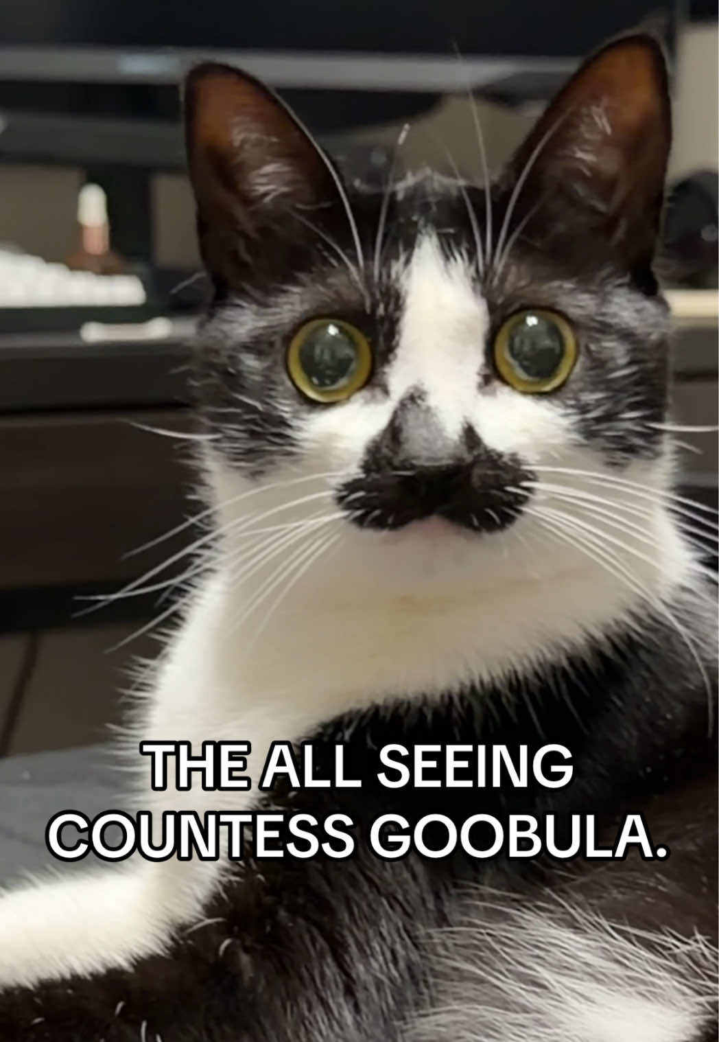 @countess goobula 🖤🩸