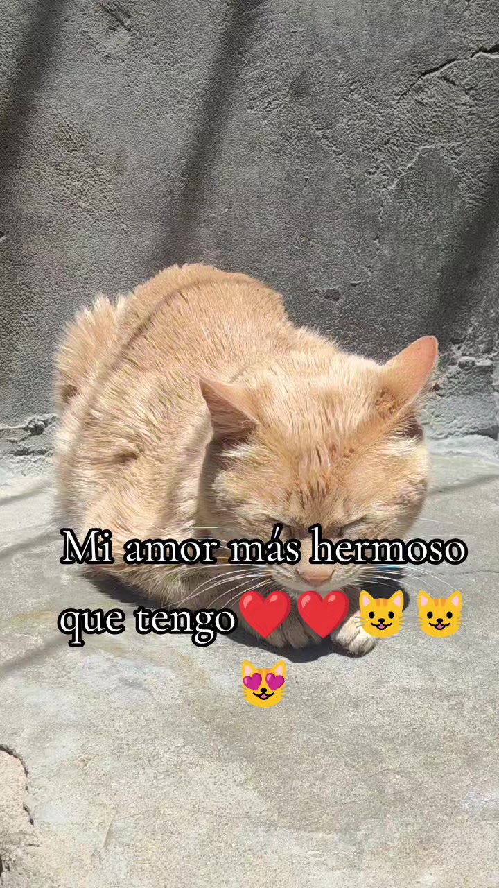 @Enrique🎤🫶🐱🖤