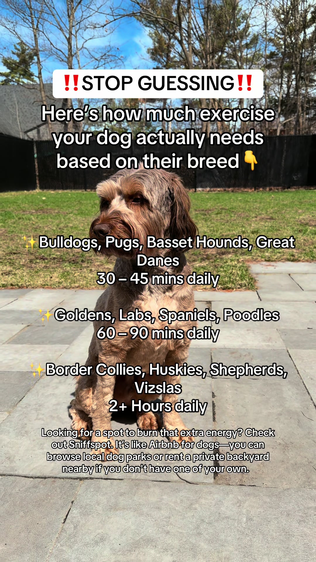 @Dogs Made Simple