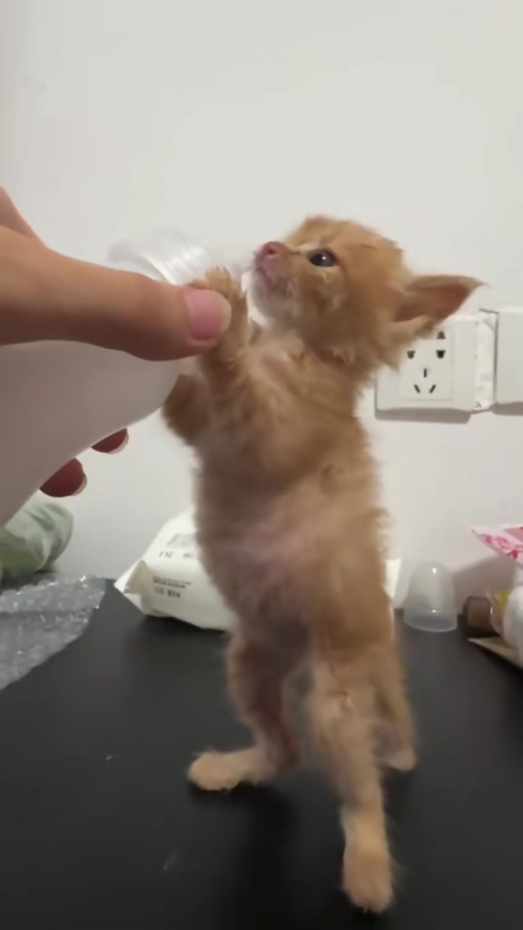 @catbosssss