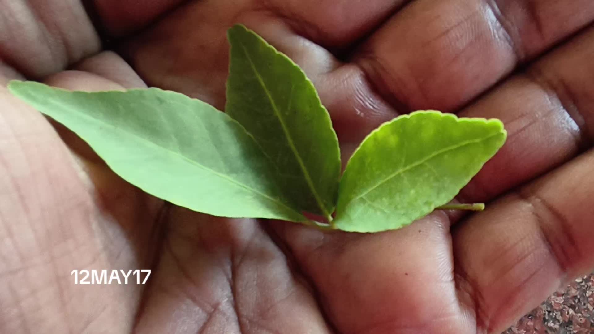 @M.Neelavannan