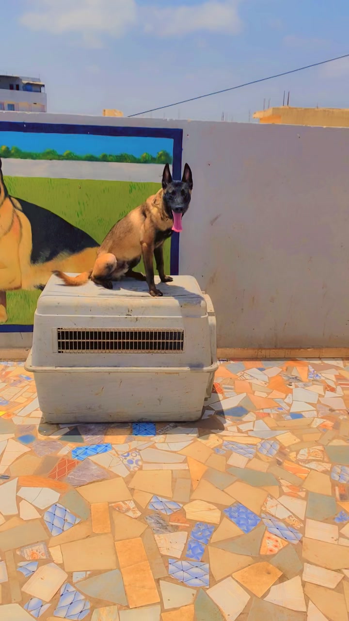 @G.I.C.N 🇸🇳🐾Ma&icirc;tre Weuz🐕&zwj;🦺
