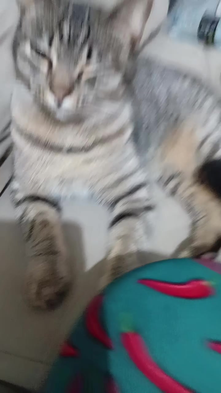 @cissarossato🍒😻