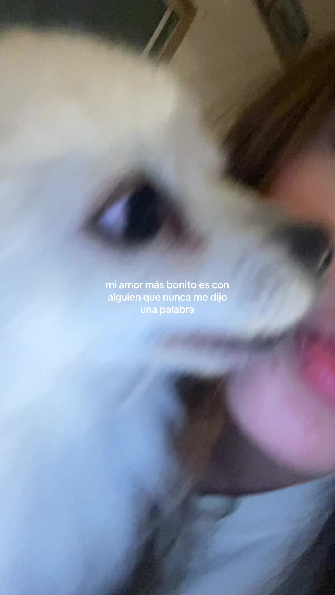 @𝓼𝓱𝓪𝓵𝓸𝓶 🎀🦁