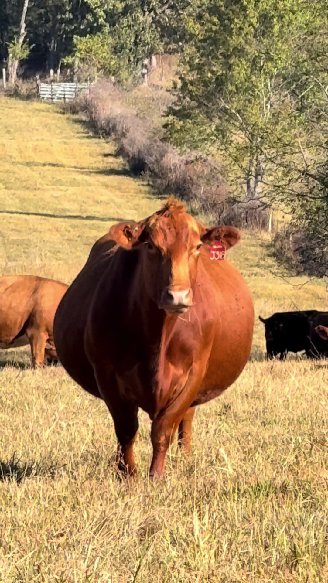 @Massey Land & Cattle