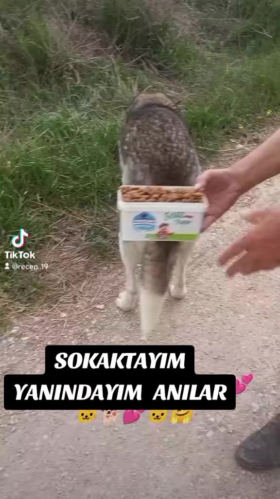 @UMUT BEKLEYEN PATİLER, 🐶💕🐱?