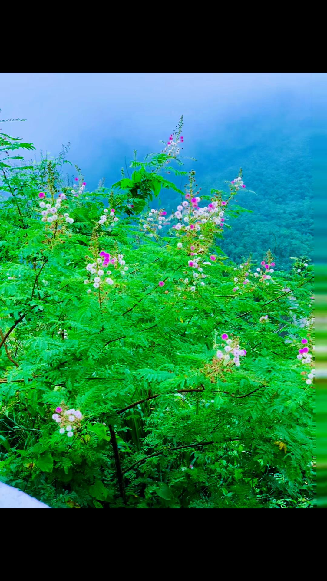 @नवRaaj🐾