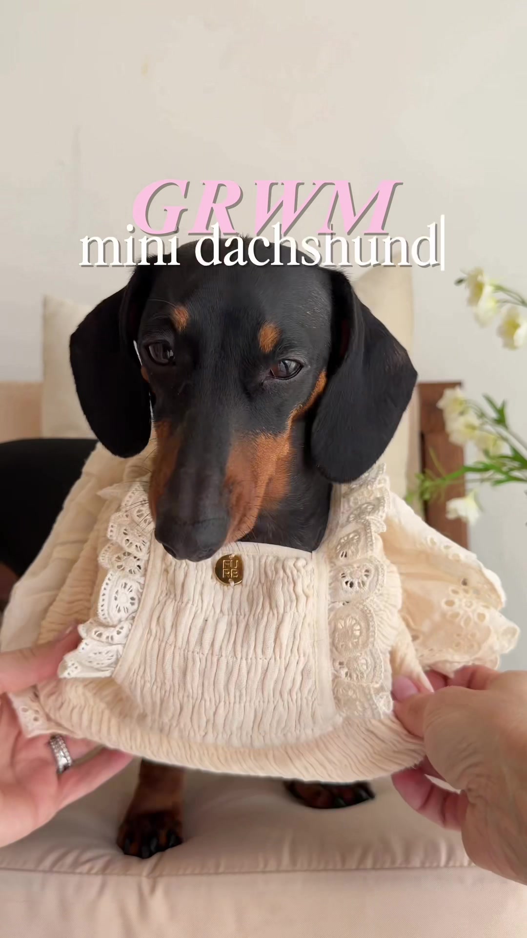@Penny the Dachshund