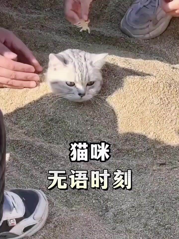 @吳念汶