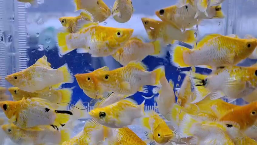 @Wan Aquatic