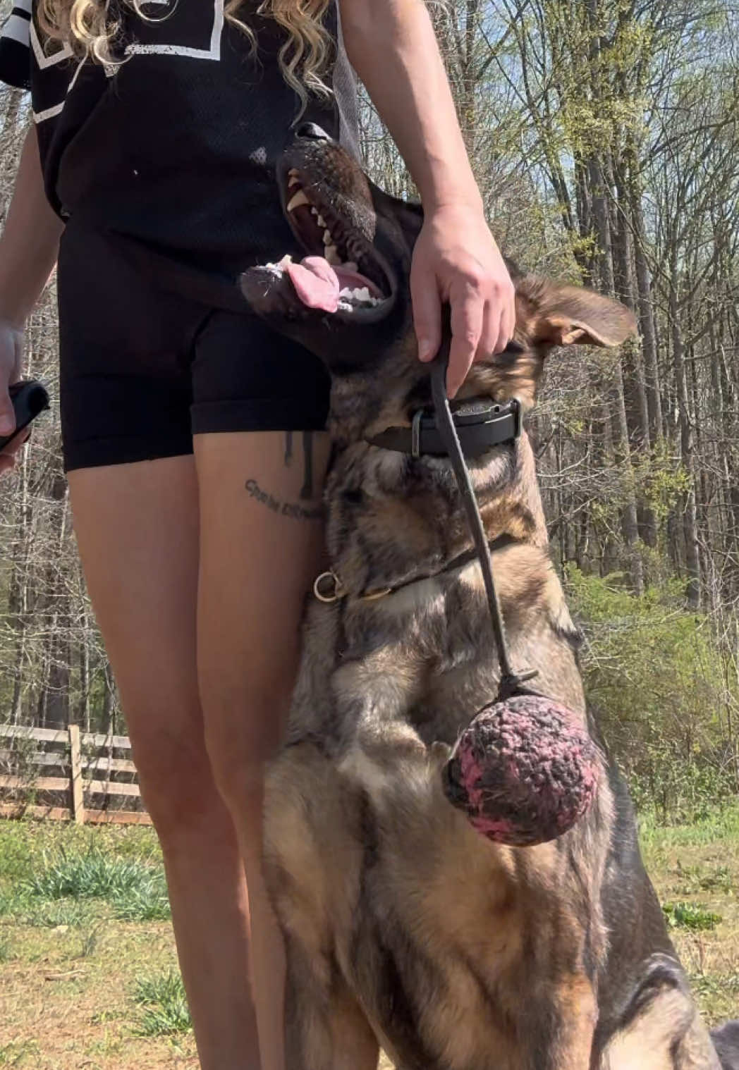 @True Guard K9 I Tara