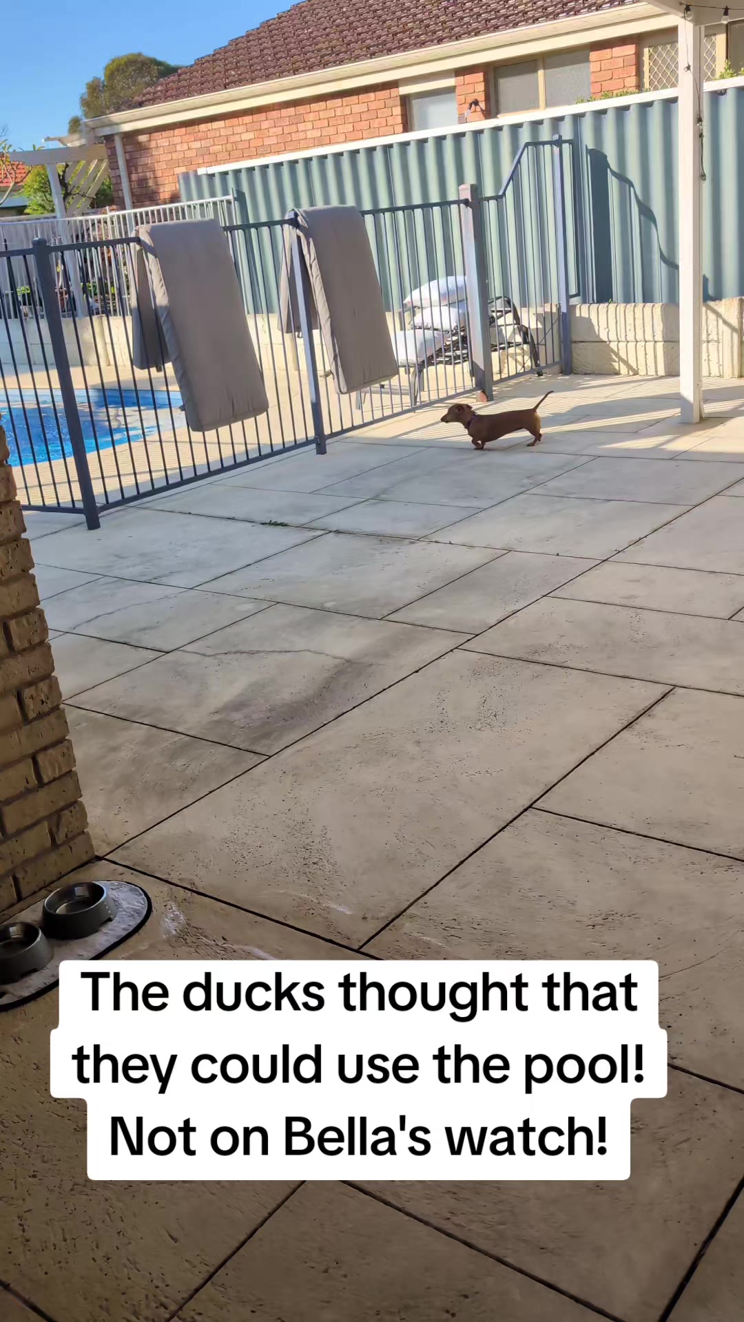 @The Dachshund Diaries 🐾