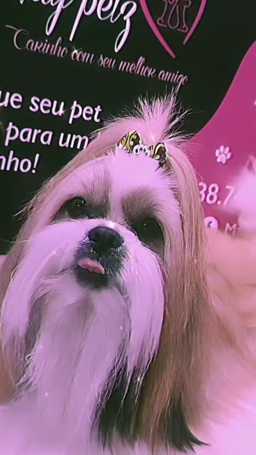 @MayPetz banho e tosa