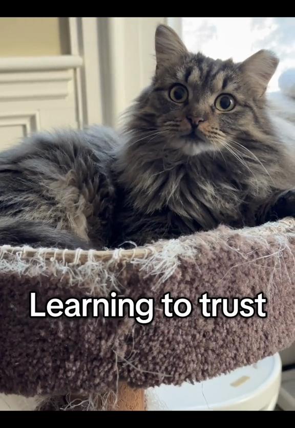 @North Toronto Cat Rescue