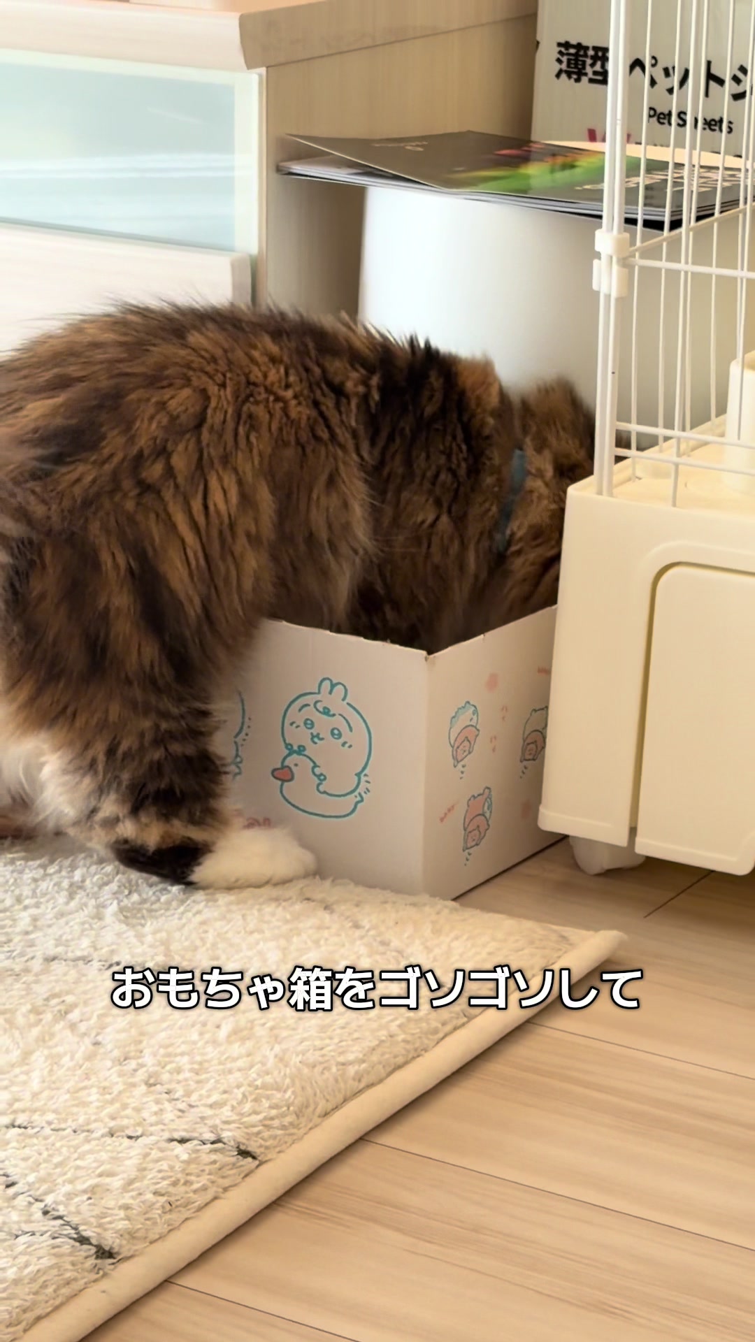 @ミヌエットのチャム